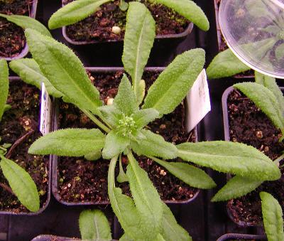 <i>Arabidopsis</i>
