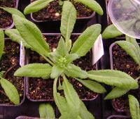 <i>Arabidopsis</i>