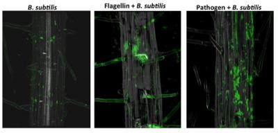 Beneficial Soil Bacteria Come to the Rescue