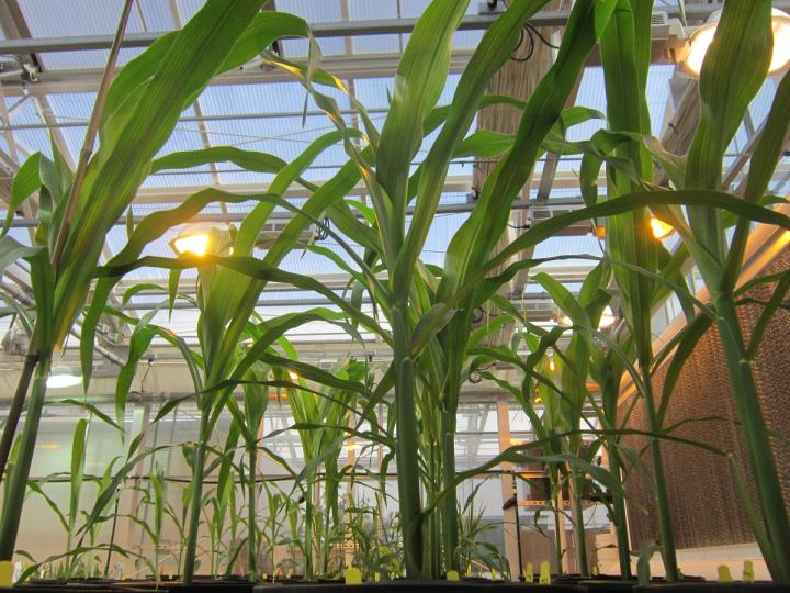 Maize