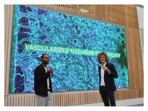 Vascularized Liver Tissueoid-on-a-Chip Platform
