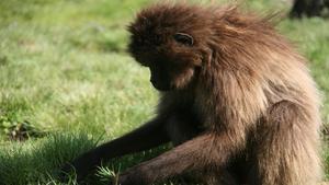 IA para reconstruir la dieta de los antepasados de la especie humana