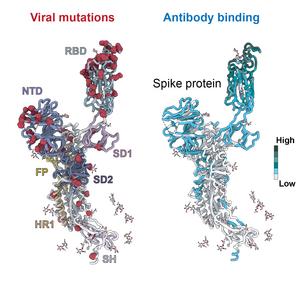 How COVID-19 Variants Outsmart the Immune System
