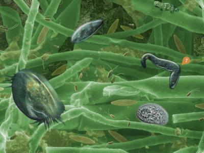 Life in the Biofilm