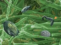 Life in the Biofilm