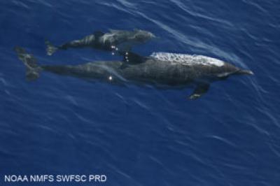 Mother and Calf