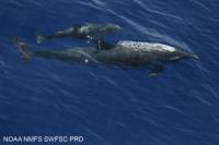 Mother and Calf