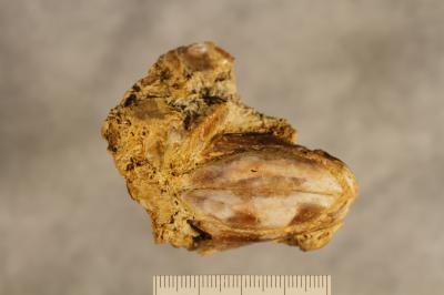 Texas' Youngest Coelacanth: <i>Reidus hilli</i>