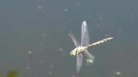 Dragonfly on the Hunt