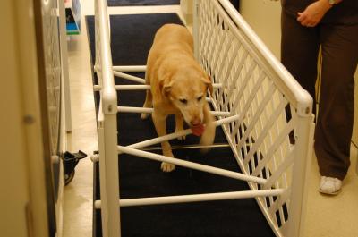 Jake, Prostethic Recipient