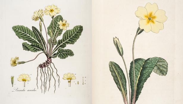 Primrose -- John Innes Historical Collection
