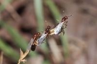 Fire ant 2