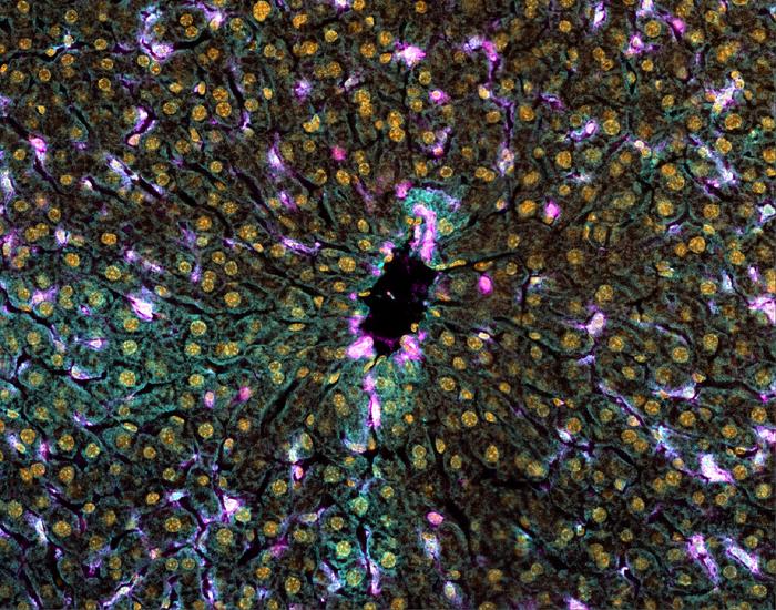 Image of liver cells