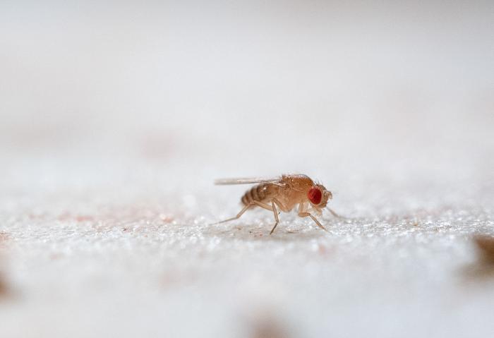 FRUIT FLY