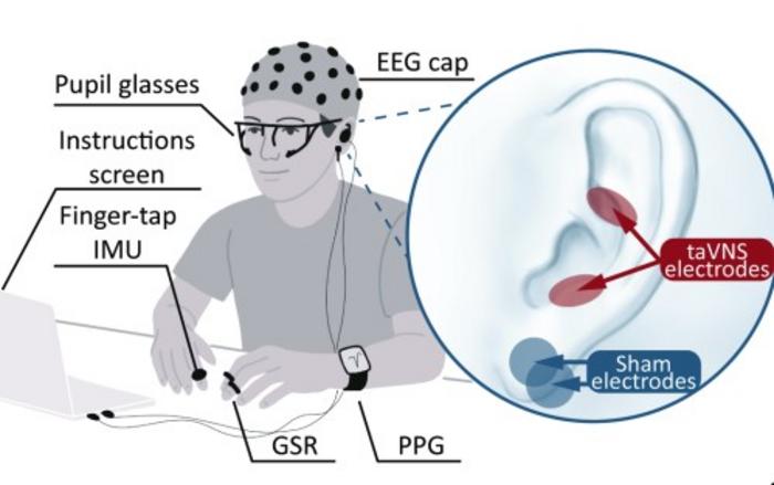Schematic of vagus nerve stimulation and the movement task