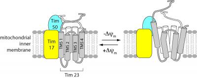 TIM23 Protein-Conducting Channel