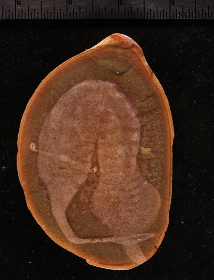 Tully Monster Fossil Holotype