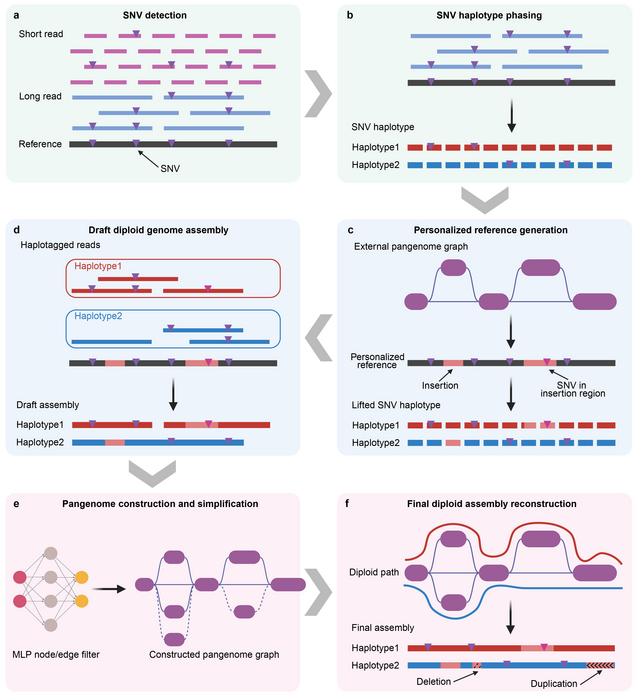 The pangenome-informed genome assembly (PIGA) workflow