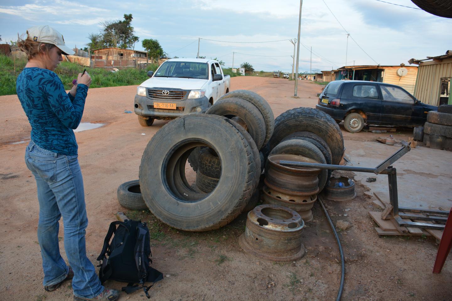 Exposing Mosquito Larvae to Certain Bacteria May Deter Dengue Transmission (1 of 7)