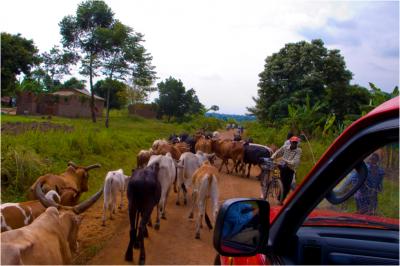 Cattle