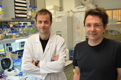 Raúl Méndez, Alessio Bava, IRB Barcelona