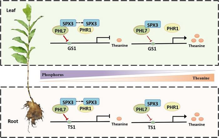The working model for CsSPX3–CsPHL7–CsGS1/CsTS1 mediated Pi supply inhibition of theanine biosynthesis.