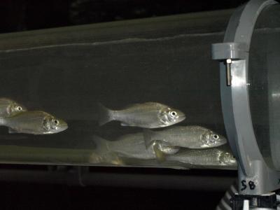 Sea Bass