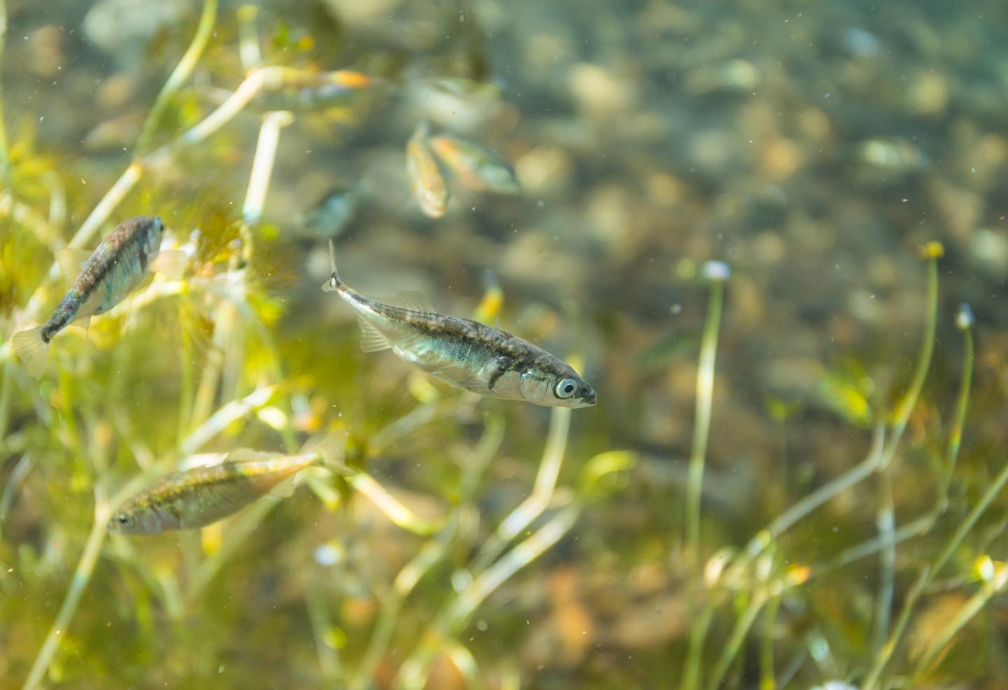 Three-spine Stickleback