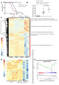 Fig. 3. Enhanced inflammation phenotypes and transcription alterations caused by Rbx1&Sag-deficiency compared to Ube2m&Ube2f-deficiency in Treg cells