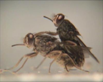 Copulating Pair (Glossina)