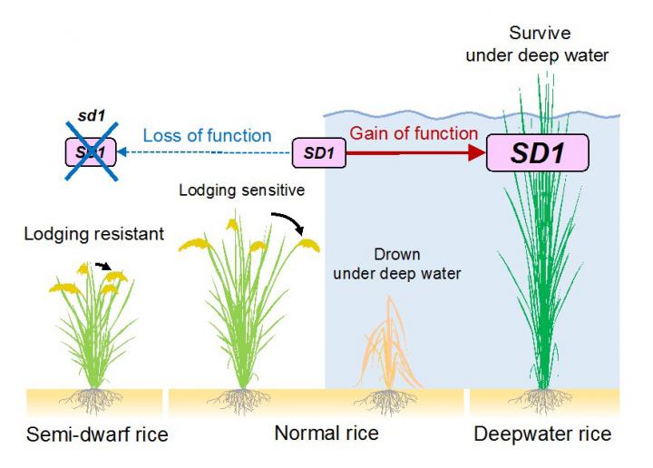 Genetic Adaptation Allows Rice to Survive Long-Term Flooding (10 of 12)