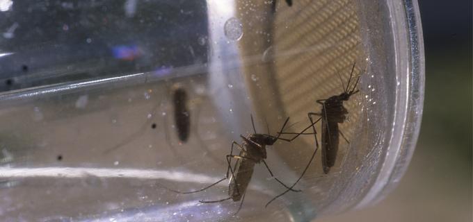 <i>Anopheles</i> Mosquitoes