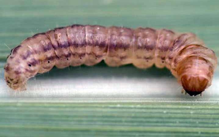 Mexican Rice Borer Caterpillar
