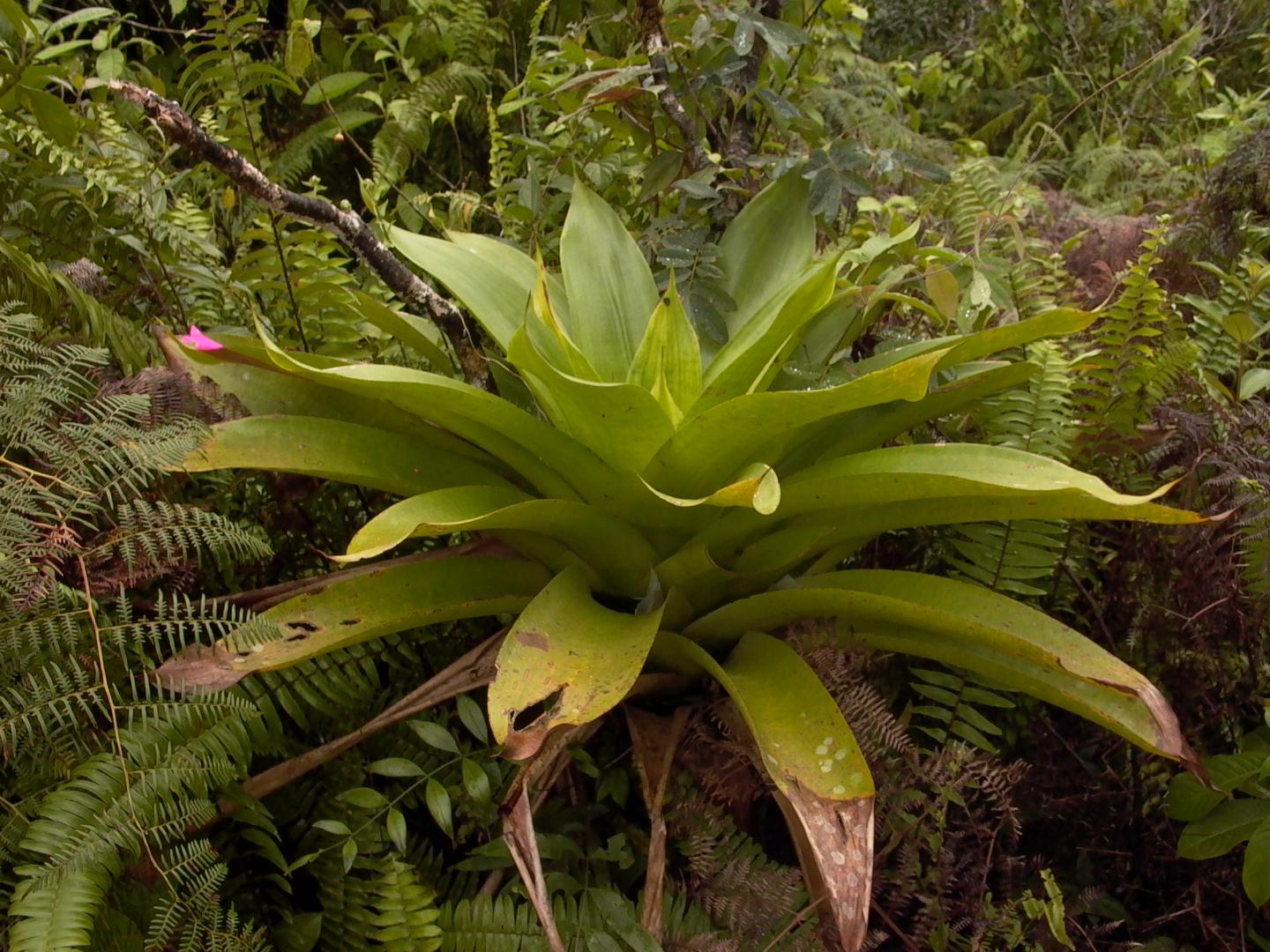 Bromeliad