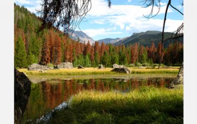 Pine Bark Beetles