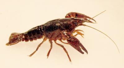 Living Crayfish