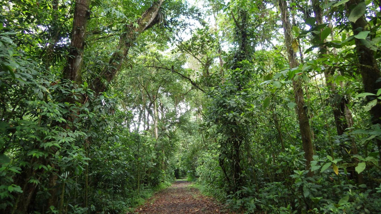 Path in Secondary Forest