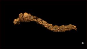 A micro CT scan of the larva showing the air sacs in situ