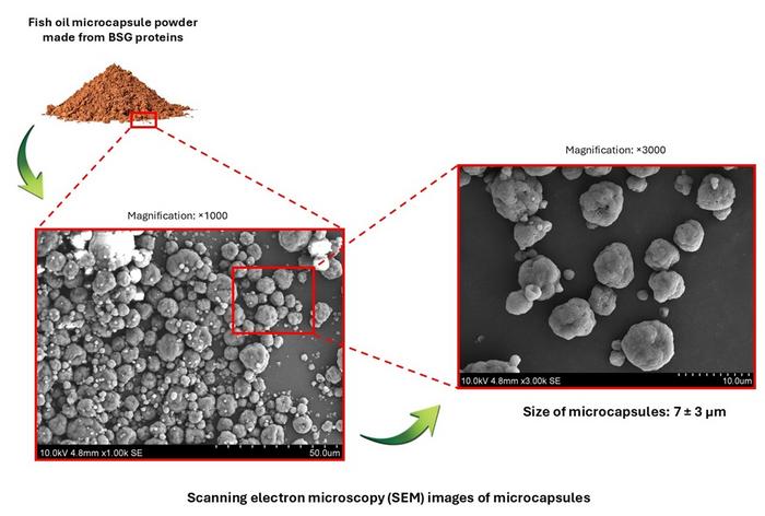 How spent grain from brewing becomes microcapsules