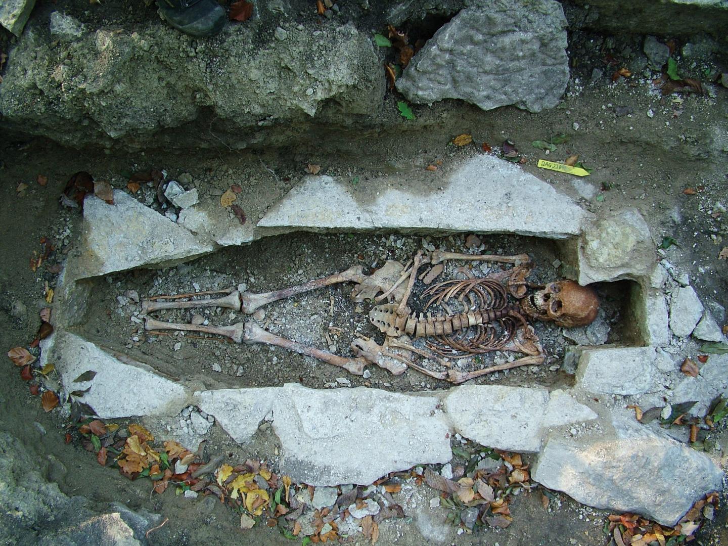World's largest ever DNA sequencing of Viking skeletons reveals they weren't all Scandinavian
