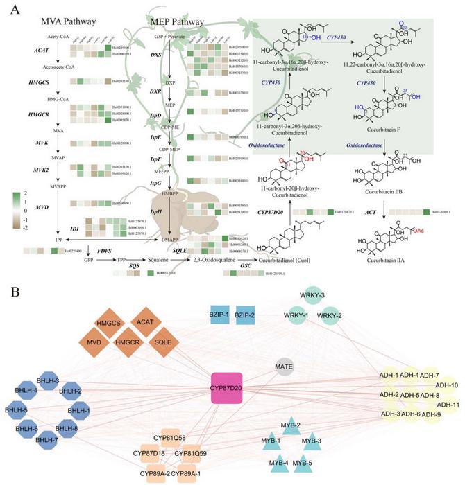 Sampling overview and cucurbitacin biosynthesis in H. ellipsoidea.