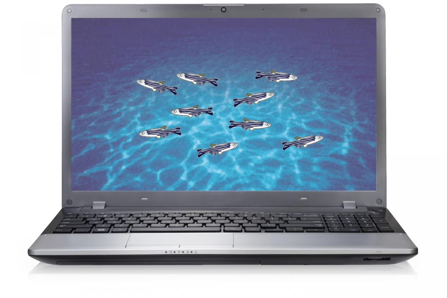 Revolutionary Zebrafish Model