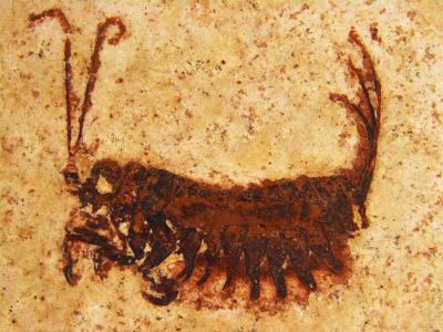<I>Coxoplectoptera</I> Larva