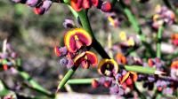 Davesia Schwarzenegger Flowers
