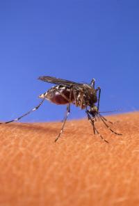 <i>Aedes aegypti</i>