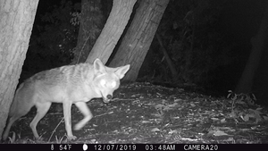 Can Cats and Coyote Co-Exist?