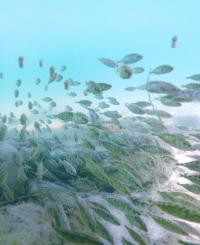 Sticklebacks