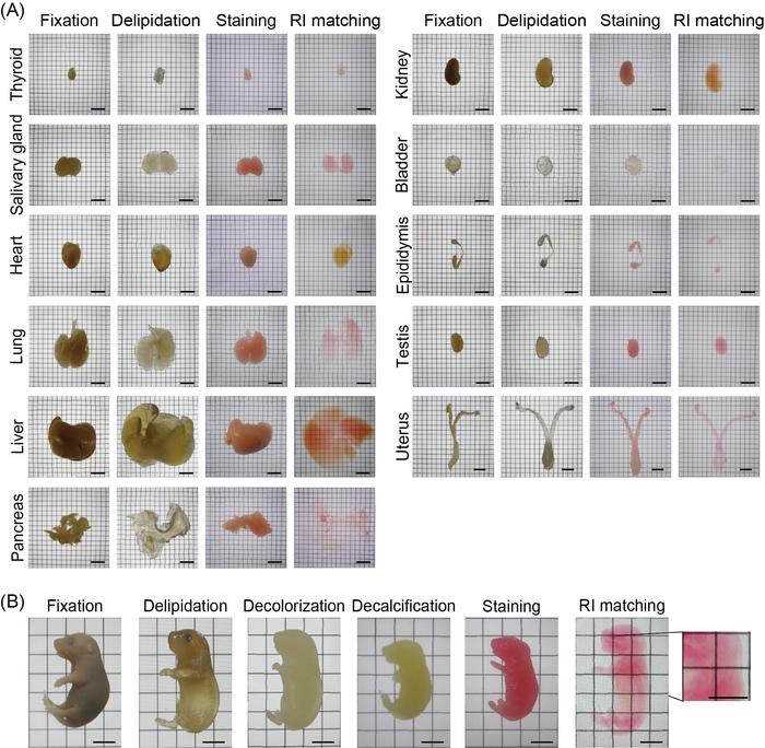 Fig.1 Tissue clearing process