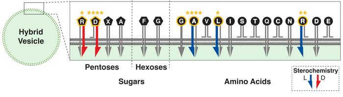 How membranes may have brought about the chemistry of life on earth
