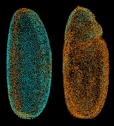 Fly Digital Embryo (1 of 2)